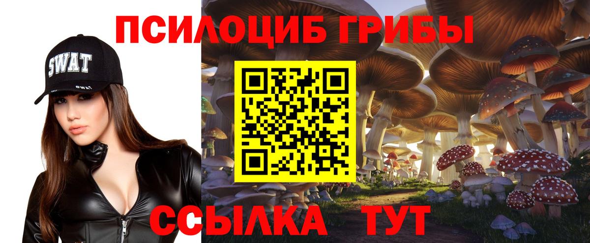 Тосно  Псилоцибиновые грибы Psilocybine cubensis  Вход с VPN 